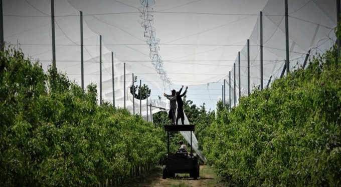 Bu ağları balık için değil, şeftaliler için attılar