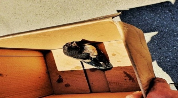 Yuvasından düşen yavru kuş için seferber oldular
