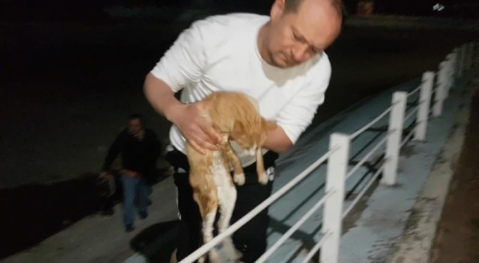 Gölete düşen kediyi boğulmaktan kurtardı