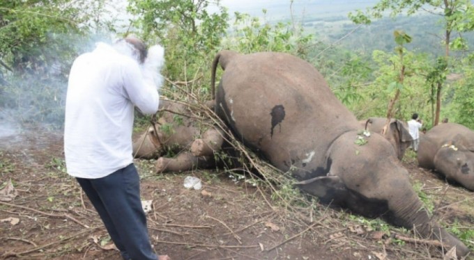 Hindistan'da yıldırım düştü, 18 fil öldü