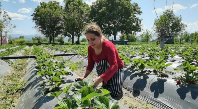 Bursa çileğinde hasat zamanı