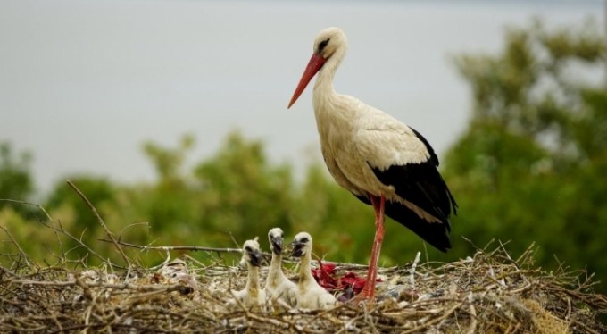 Yaren leylek yavrularıyla böyle görüntülendi