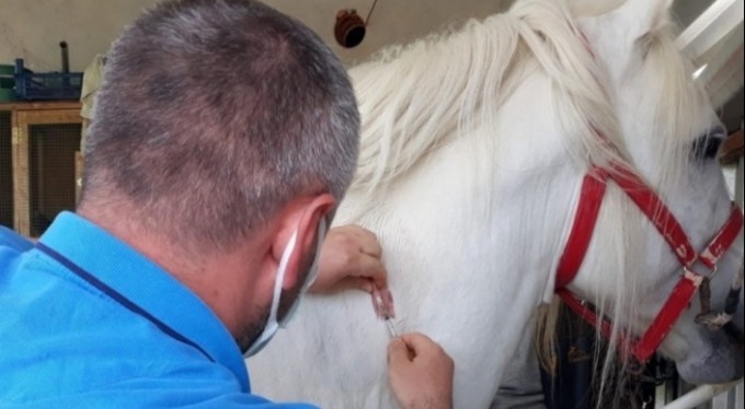 Rahvan yarış atlarına çip taktılar. Sebebi...
