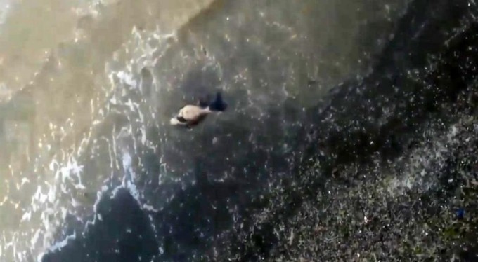 Deniz salyaları yüzünden yavru yunus sahile vurdu