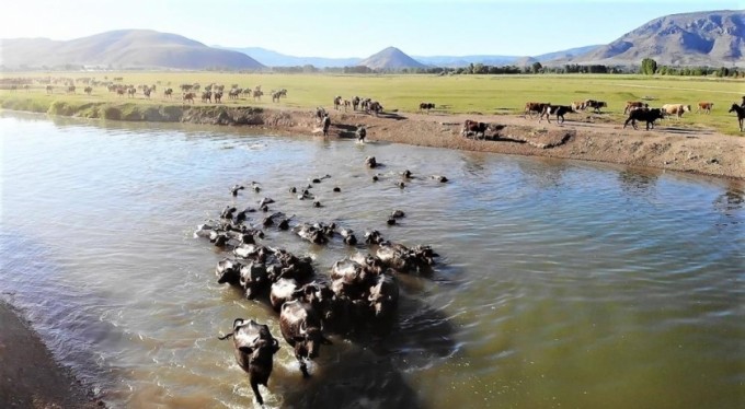 Burası Afrika değil! Görüntüler belgeselleri aratmadı