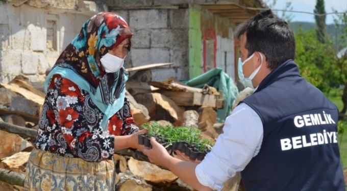 Bursa'da binlerce domates fidesi toprakla buluşuyor