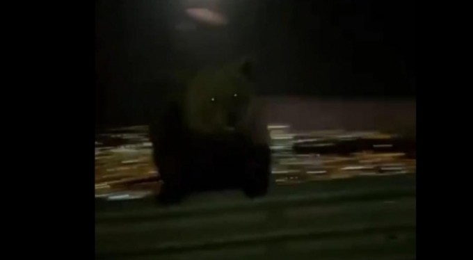 Bursa'da ayı ailesi böyle görüntülendi