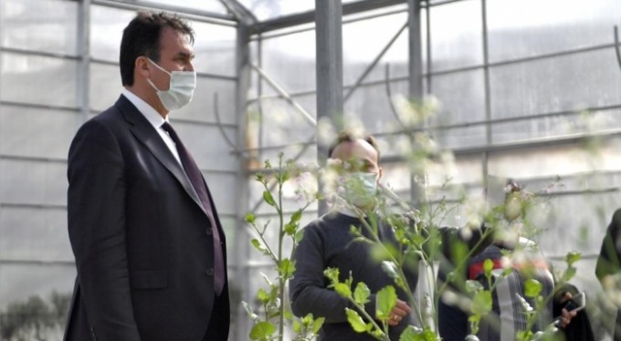 Osmangazi'de yerli tohumlar fideye dönüştü