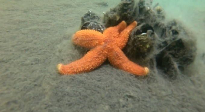 Marmara denizinde ölüm kalım savaşı