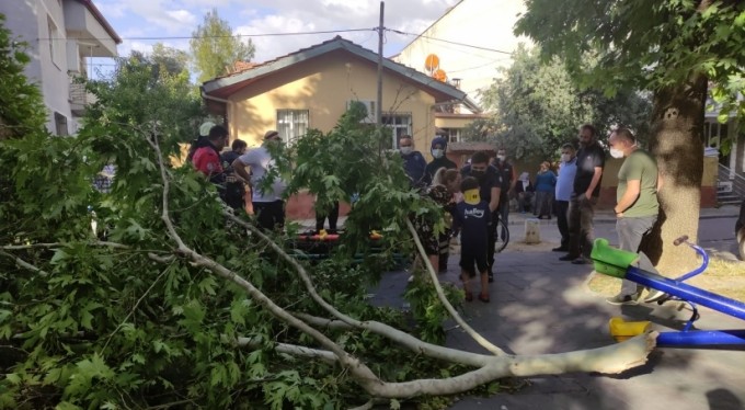 Üzerine ağaç devrildi, iğneden korktuğu için ambulansa binmedi