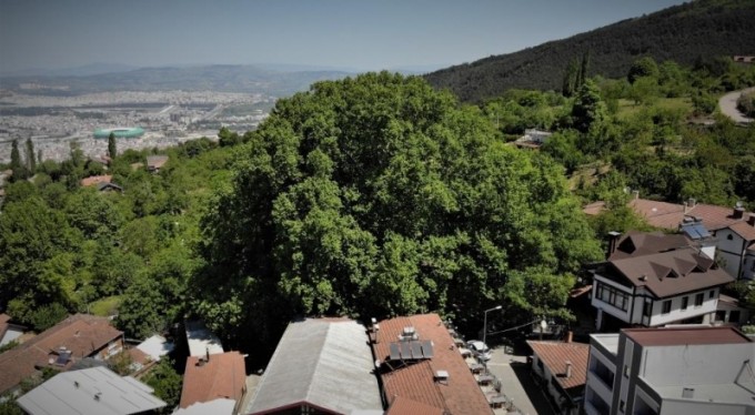 600 yıllık ulu çınar doğal güzelliğine büründü