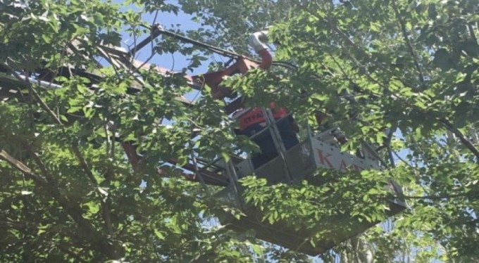 Köpekten kaçarak ağaçta mahsur kalan kedi kurtarıldı