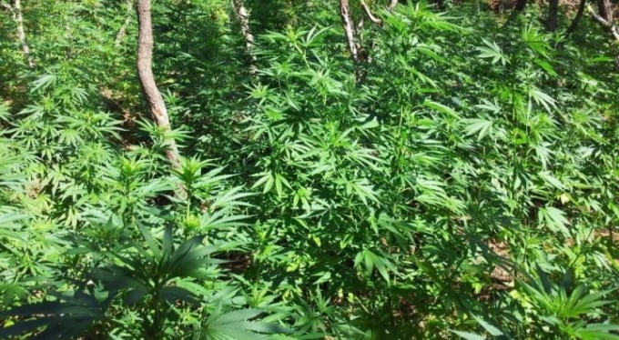 Ektikleri kenevirleri sulamaya giderken yakalandılar