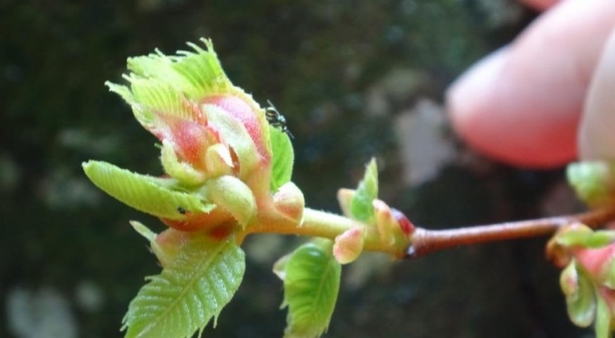 Her şey Bursa kestanesi uğruna. Binlercesi salındı