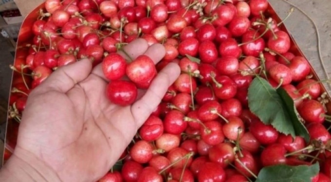 Mevsimin ilk karabodur kirazı görücüye çıktı