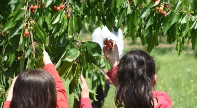 Bursa'da erkenci kirazı hasadı başladı