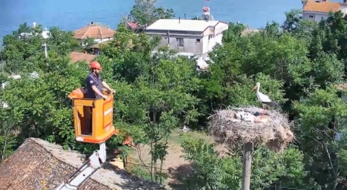 Yaren leyleğin yavrularının zor anları