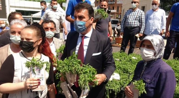 Osmangazi'de yerli tohum fideleri toprakla buluşuyor