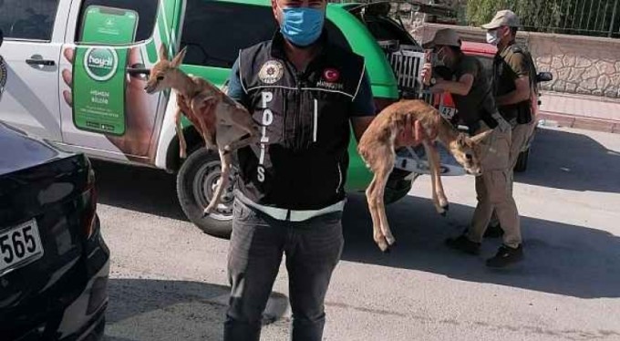 &nbsp;Polisin durdurduğu otomobilden ceylan yavruları çıktı