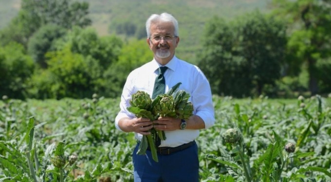 Meşhur Hasanağa enginarında hasat başladı