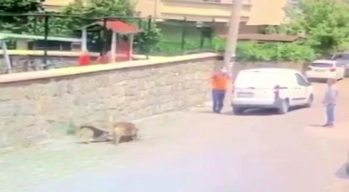 Yatan köpeğin üzerinden aracıyla geçti, işte o anlar