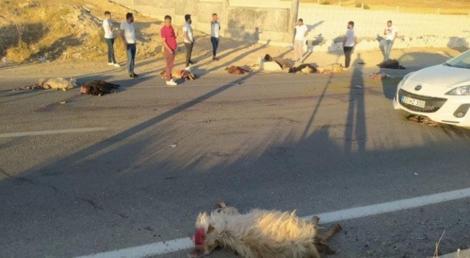 Kamyonet koyun sürüsüne daldı, onlarca koyun telef oldu