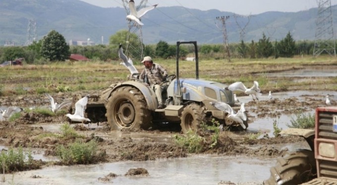 Bursalı çeltik üreticisinin çileli yolculuğu başladı