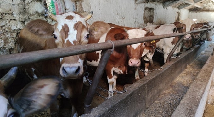 Otomobil fiyatına kurbanlıklar satışta