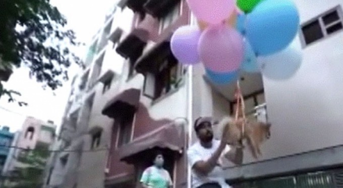 Köpeğine balon bağlayıp uçurdu, gözaltına alındı