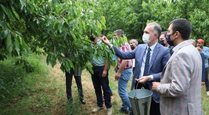 Protokol İnegöl'de kiraz topladı