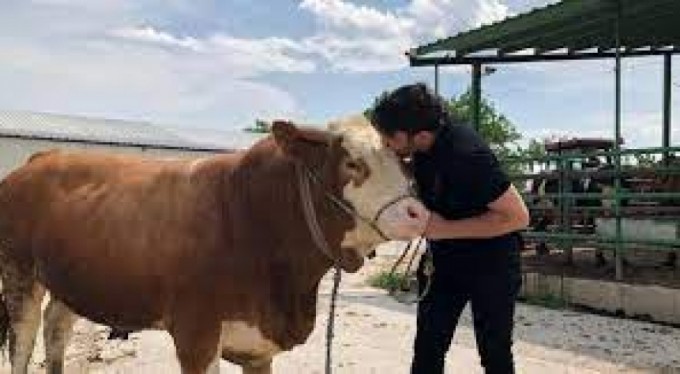 Bursa'da kurban fiyatları 12 bin liradan başlıyor