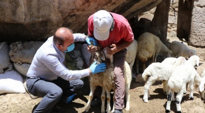 Ahıra giren kurt 10 koyunu öldürerek telef etti