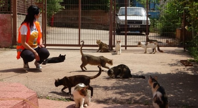 Bursa'da örnek hareket, 65 kediye annelik yapıyor