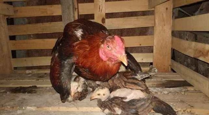 Bu horoz civcivlere hem annelik hem babalık yapıyor