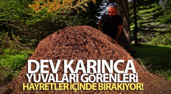 Uludağ'da dev karınca yuvaları görenleri hayretler içinde bırakıyor