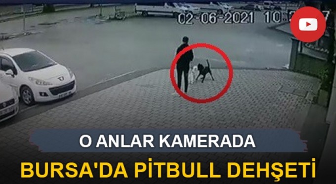 Bursa'da pitbull dehşeti, o anlar kamerada