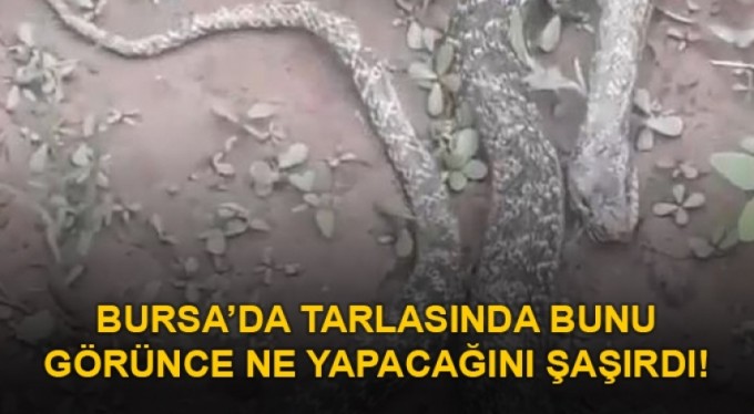 Bursa'da tarlasında dev yılanı gören çifti şaşkınlığını gizleyemedi