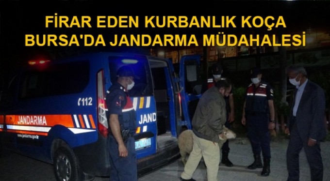 Firar eden kurbanlık koça Bursa'da jandarma müdahalesi