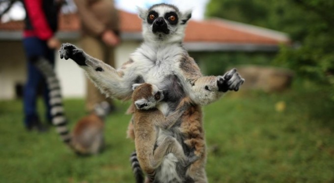 O sevimlilerin sayısı 30'a çıktı