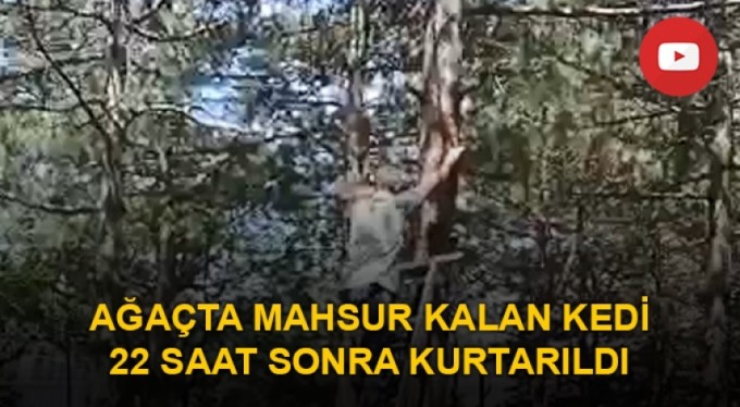 Ağaçta mahsur kalan kedi 22 saat sonra kurtarıldı