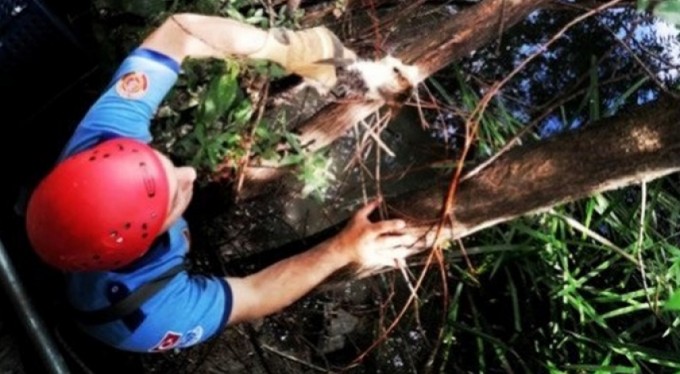 Dereye düşen kediyi itfaiye kurtardı