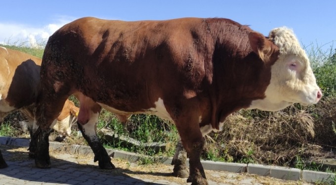 İkinci el otomobil fiyatına satışta