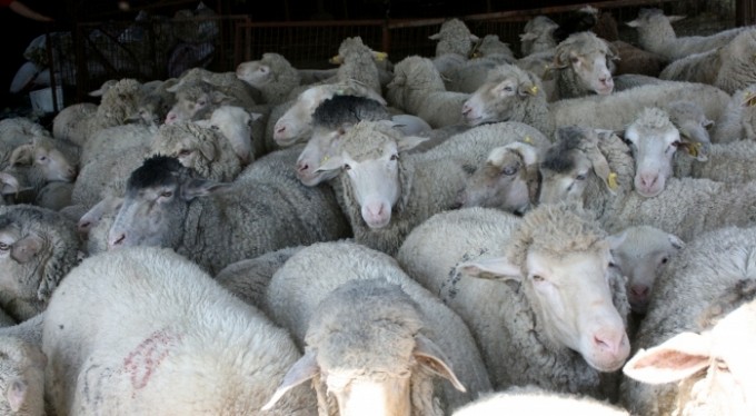 Bursa'da üreticiler açıklanan kurban fiyatlarına tepkili