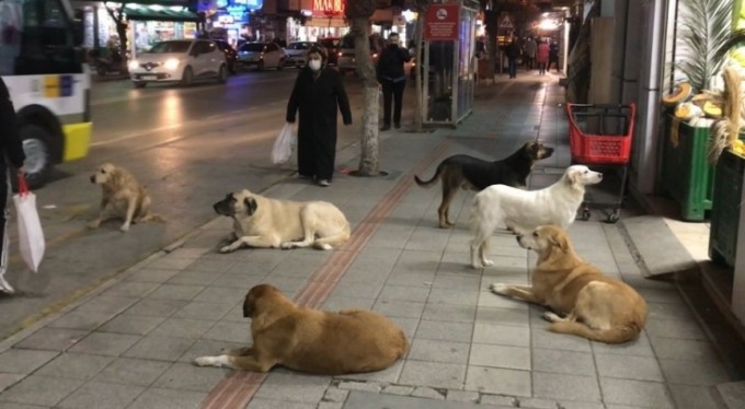 Bursa'da başı boş sokak köpekleri tehlike saçıyor!
