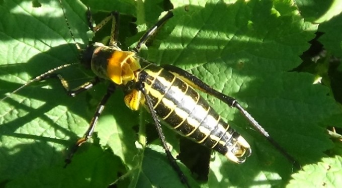Dev çekirgeler bu kez Çatak'ta görüldü