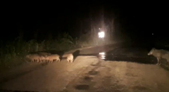 Bursa'da şehre inen domuzlar ezilmekten son anda kurtuldu