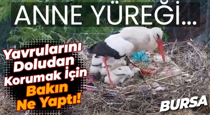 Yaren leylek yavrularını doludan korumak için kendini siper etti