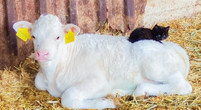 Kara kedi ile ak buzağının dostluğu yürekleri ısıttı