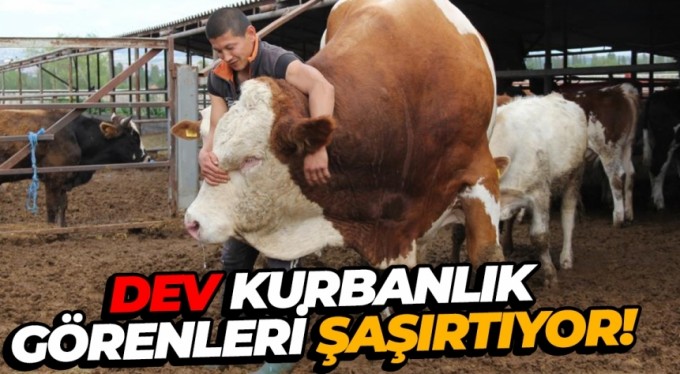 Dev kurbanlık görenleri şaşırtıyor
