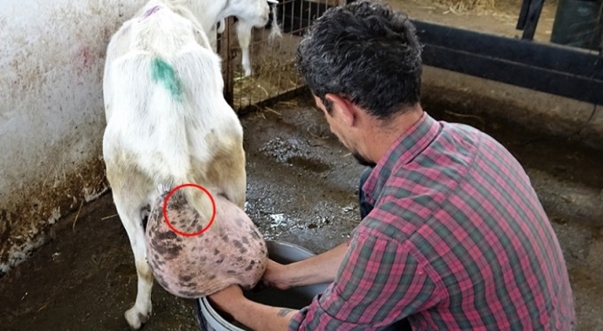 Bir günde ağırlığının yarısı kadar süt vererek rekor kırdı